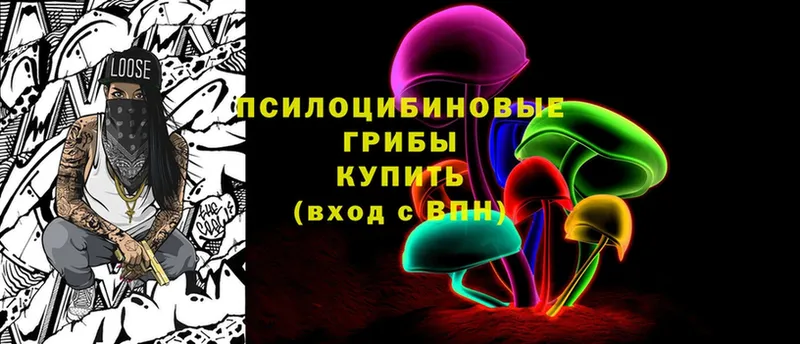 omg tor  где можно купить наркотик  Приволжск  Псилоцибиновые грибы Psilocybe 